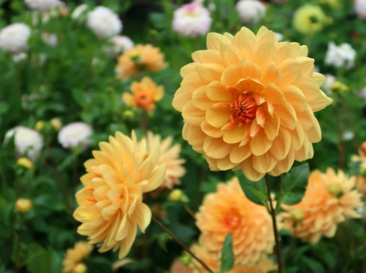 yellow dahlias in a field full of white and yellow flowers