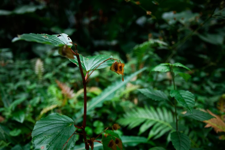 the leaf is shown with its small flower in bloom