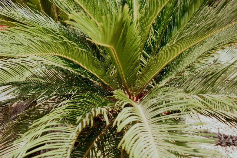 the top view of a palm tree from a high angle