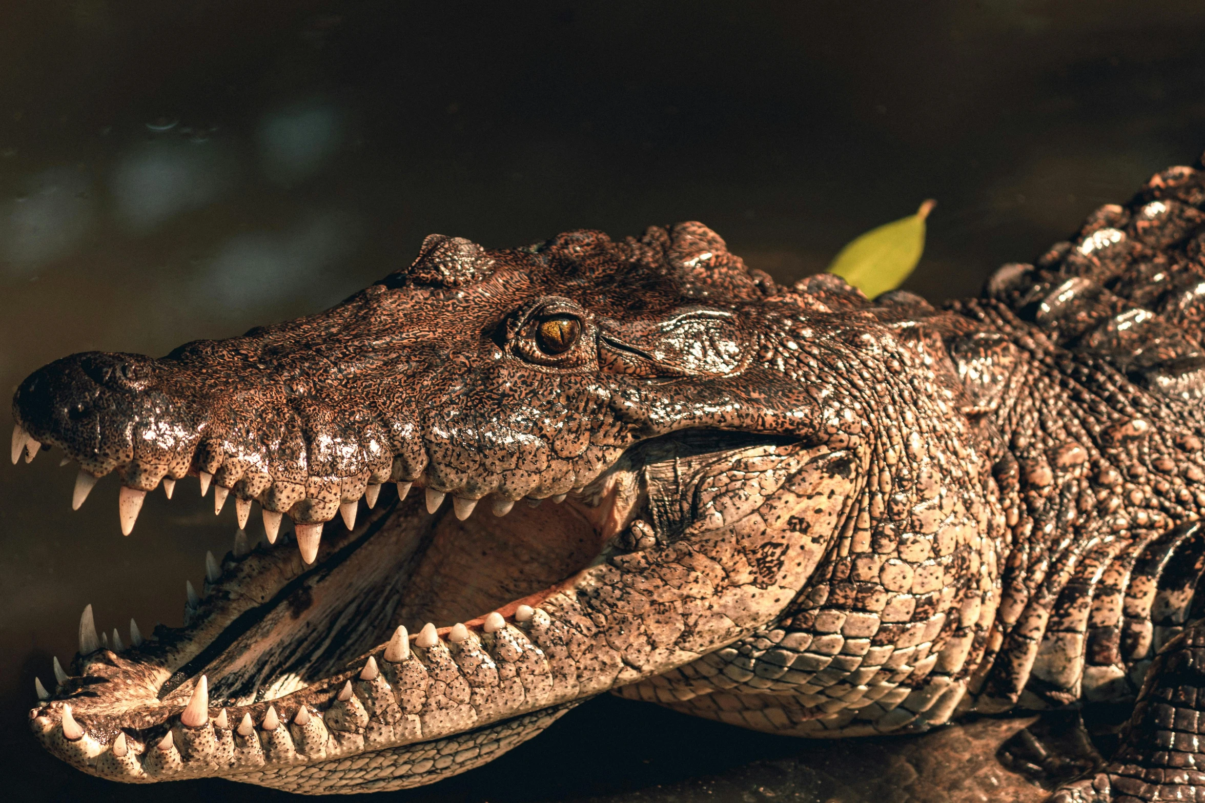 a large crocodile with a head full of teeth