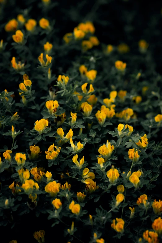 the yellow flowers are very beautiful with them