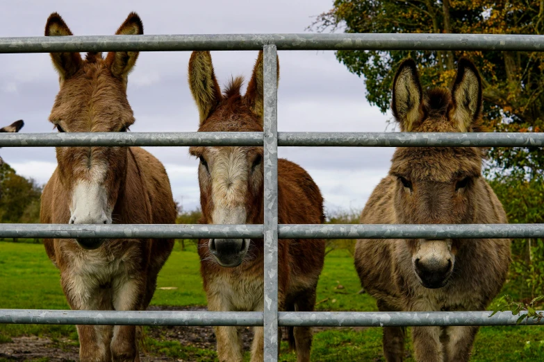 three donkeys peering out from inside a gate