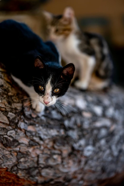 two cats that are sitting next to each other