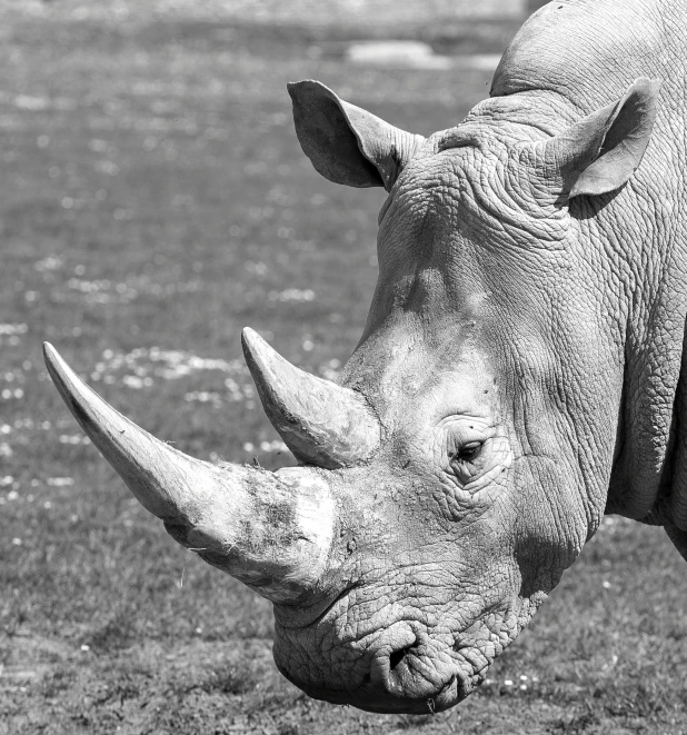 a black and white pograph of a rhino