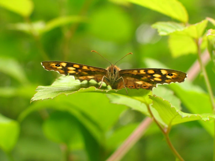a small, yellow - spotted erfly is resting on a leaf