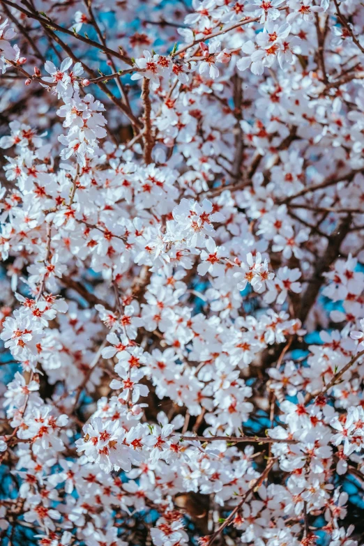 pink flowers on a tree in full bloom