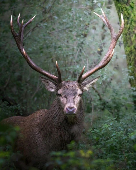 a deer with horns covered with grass standing in the woods