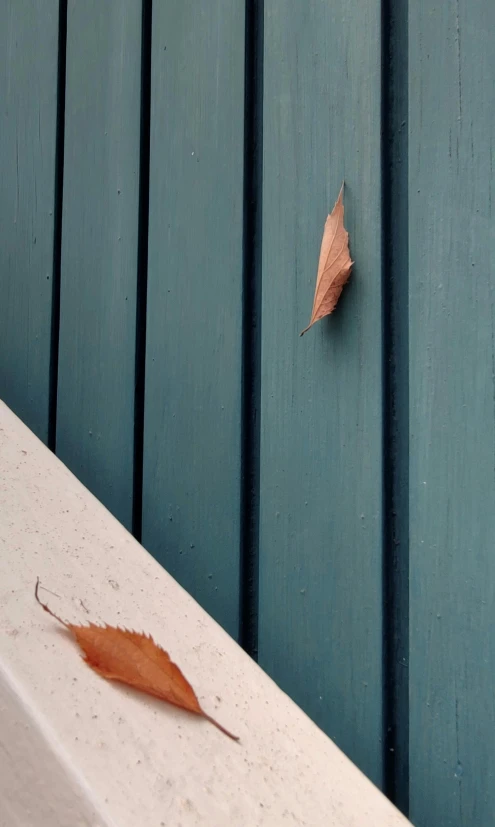 a broken leaf laying on a concrete wall