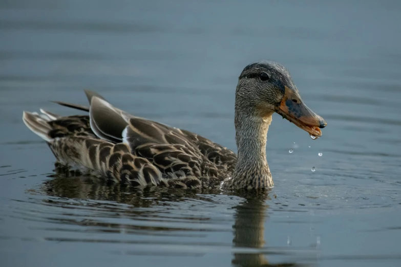 a duck swims in a body of water