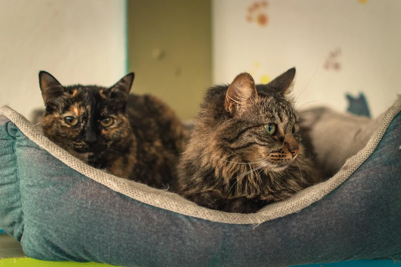 two cats in a dog bed that is laying down