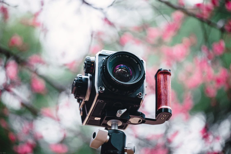 a camera set on a tripod with pink flowers in the background