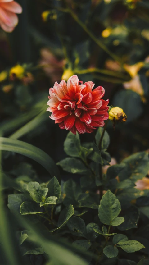 an orange flower is growing in the midst of green leaves