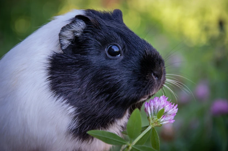 a close up of a guinea pig looking around while holding a flower