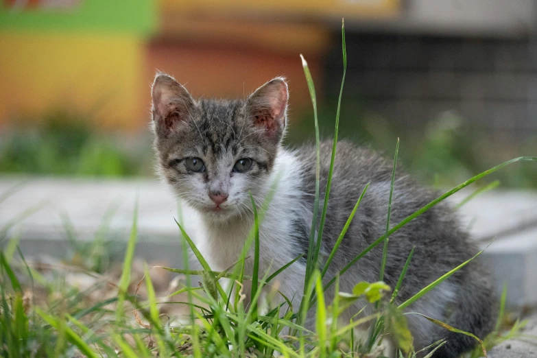 a cat is standing in the grass looking ahead