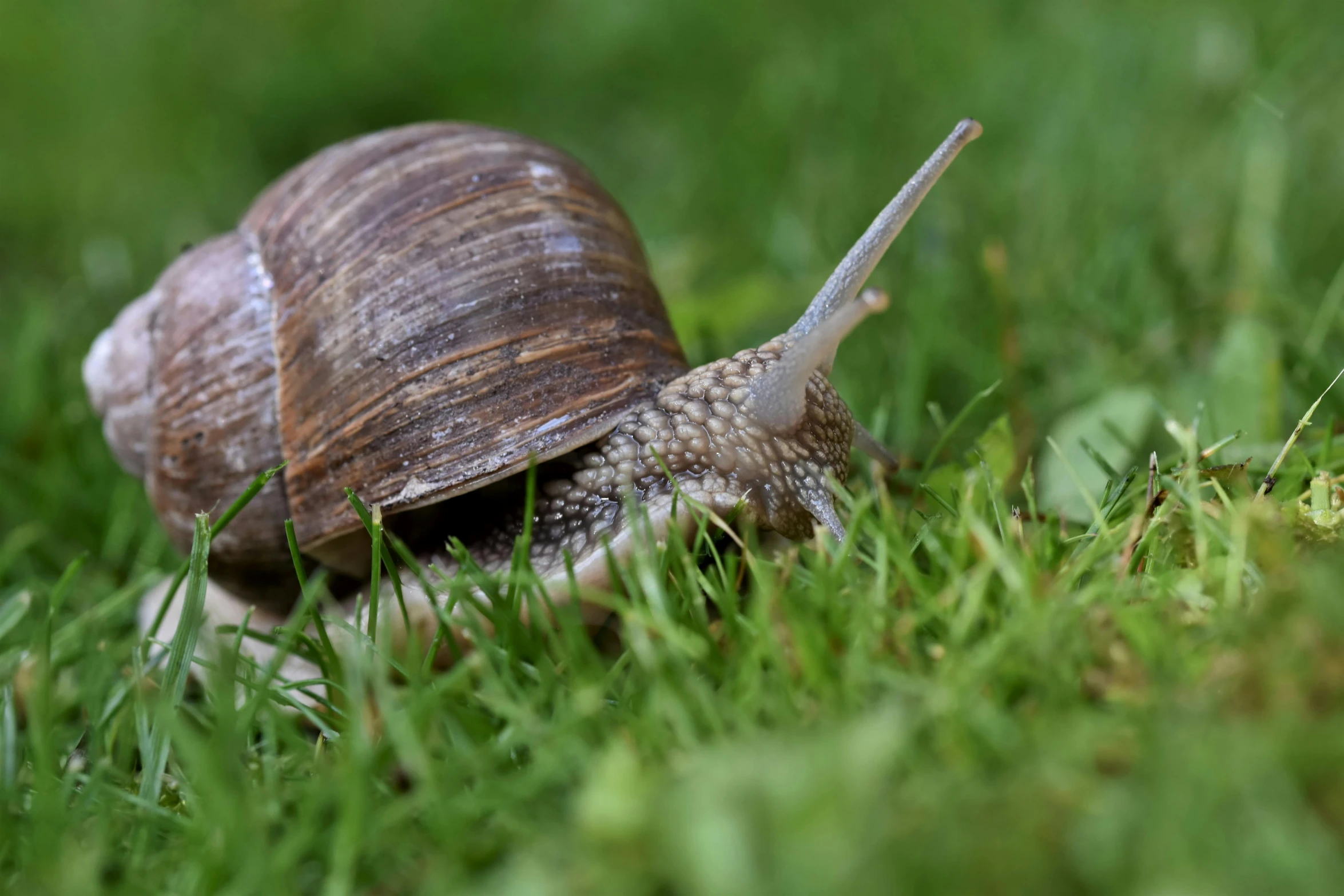 snail crawling along green grass outside on sunny day