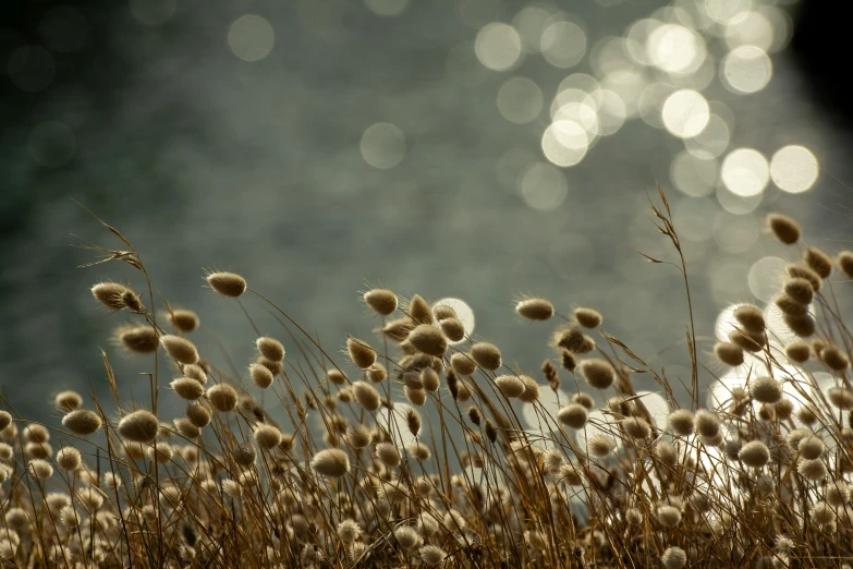 dry plants with long grass in front of a river