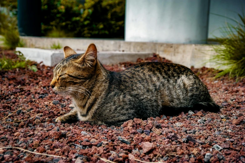 a cat is laying on the red rocky ground