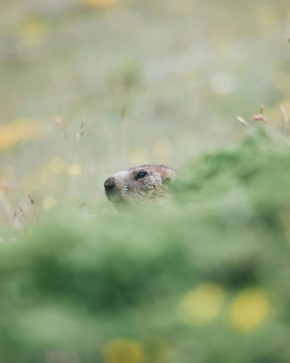 a close - up image of a groundhog in the grass