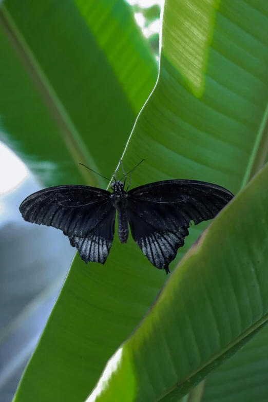 a large black erfly is perched on a leaf