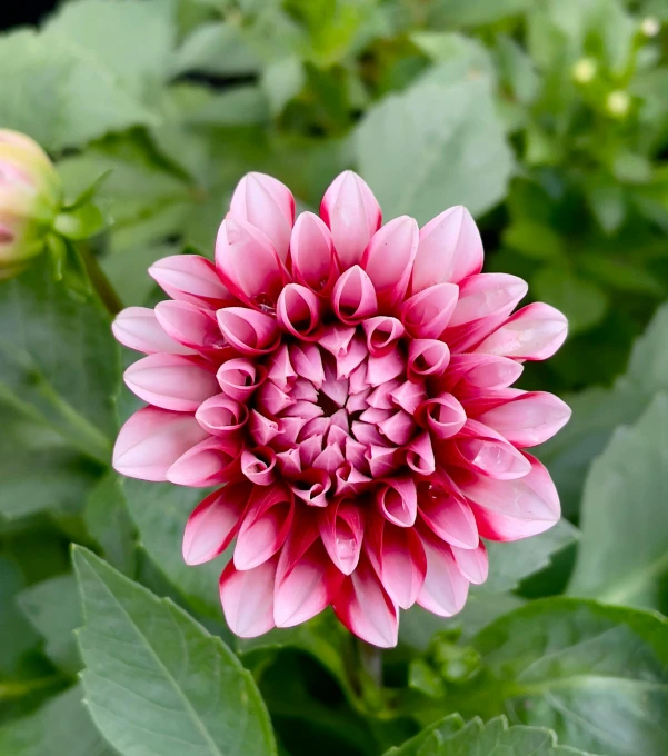 a large pink flower is in the middle of some leaves