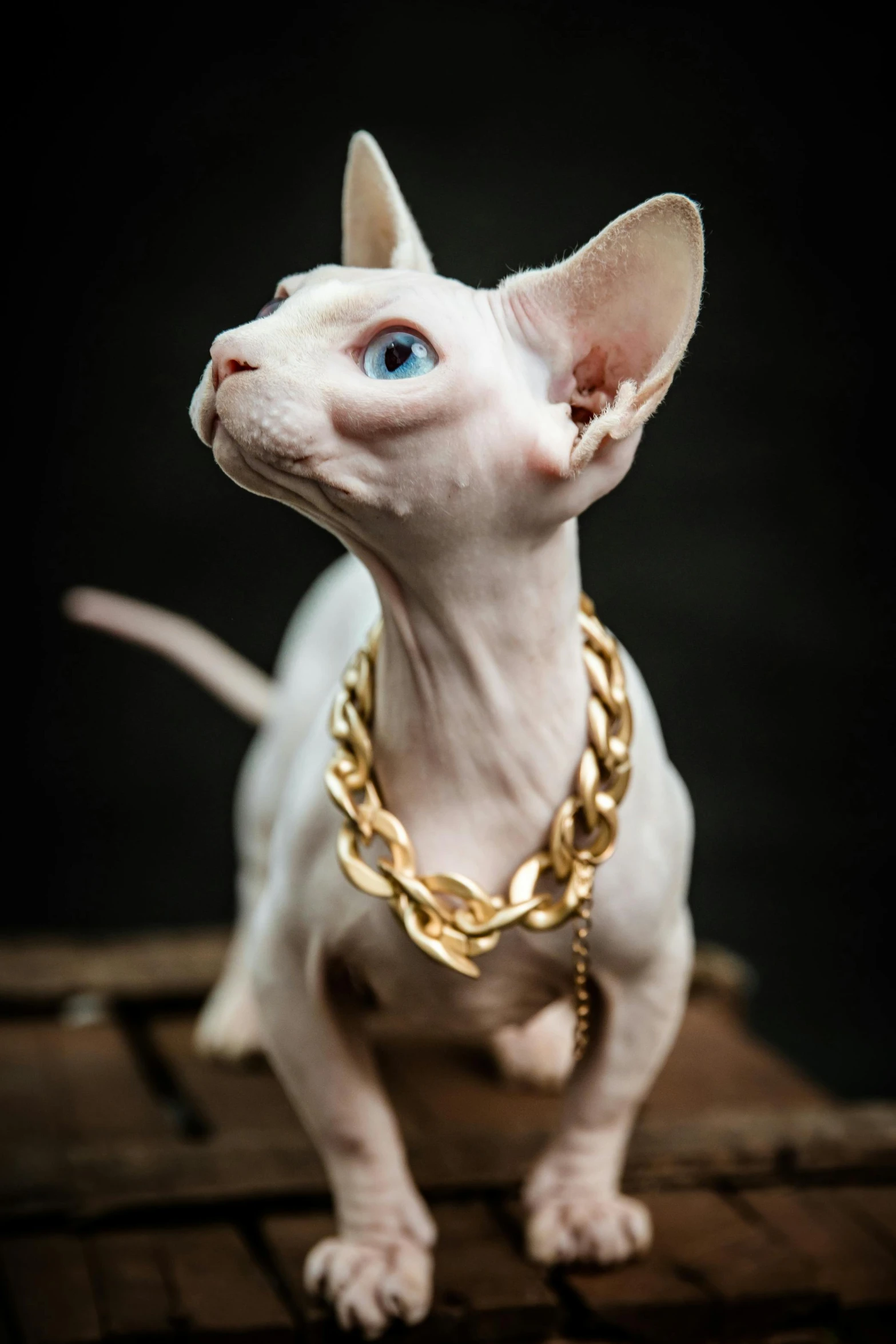 a small cat with chain collar and blue eyes