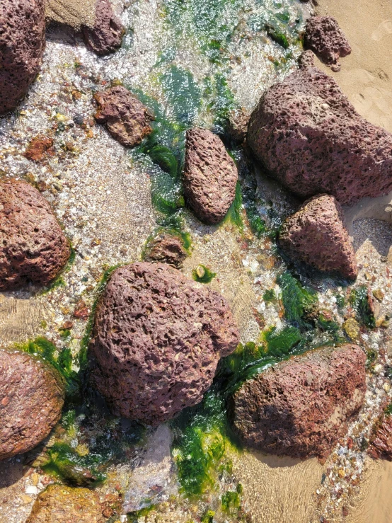 some small rocks in the sand and green algae