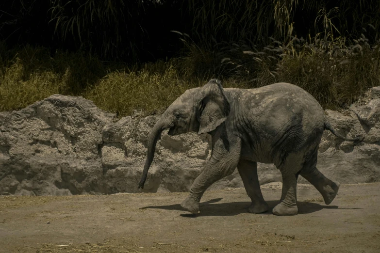 a small elephant walking by some dry rocks