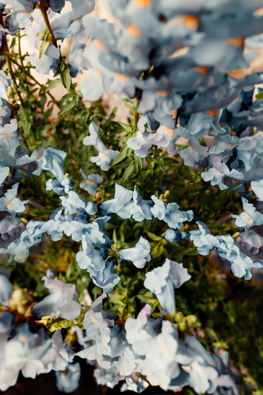 a bush that has some purple flowers in it