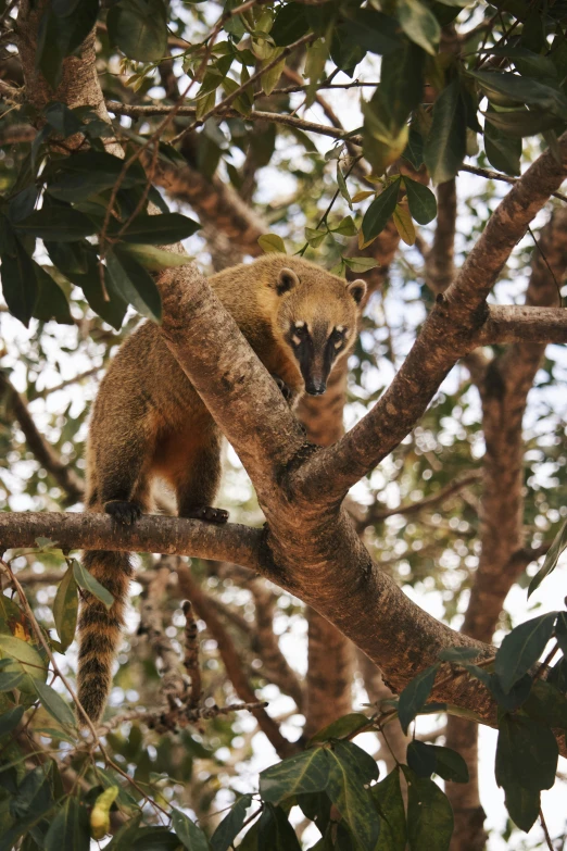 a furry animal in a tree with lots of leaves