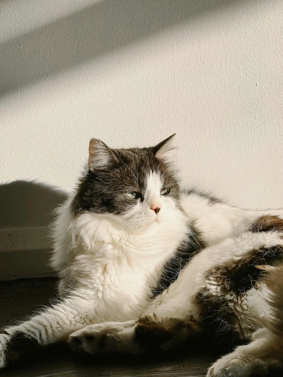 a cat is laying on the floor and looking away