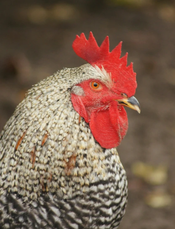 close up of a chicken with a big red comb