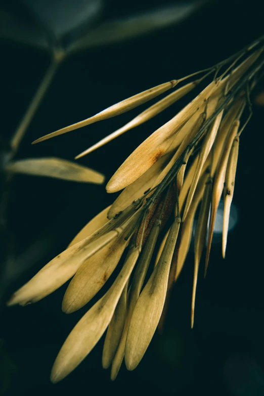 a close up image of a plant with very thin nches