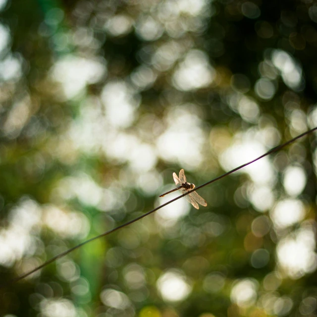 a dragonfly on an electric wire in the foreground