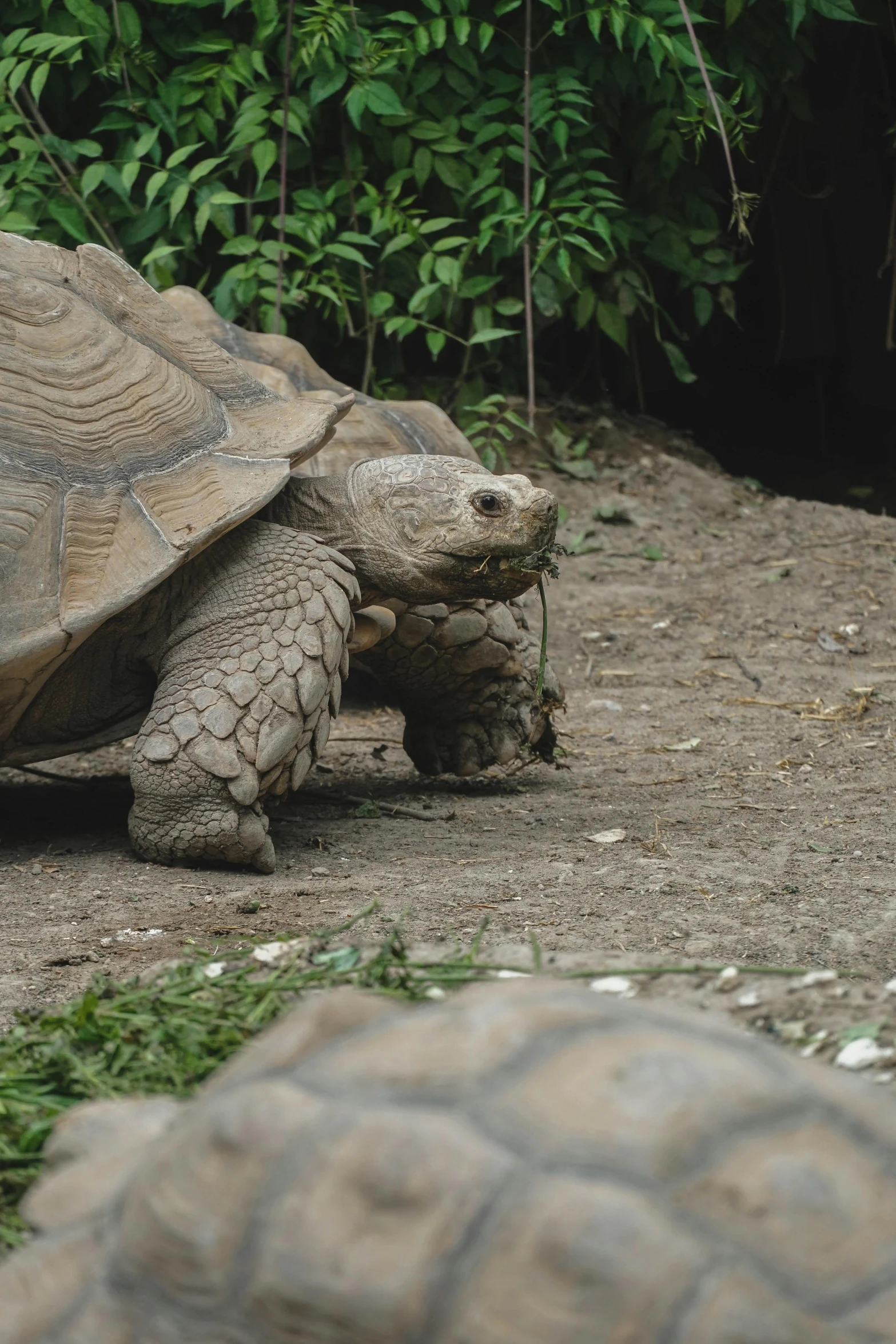 the giant turtle is sitting on the ground