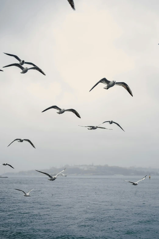 a flock of seagulls flying above the ocean