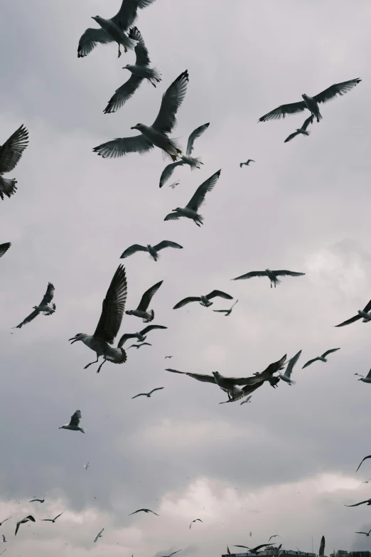 flock of seagulls flying around in the air