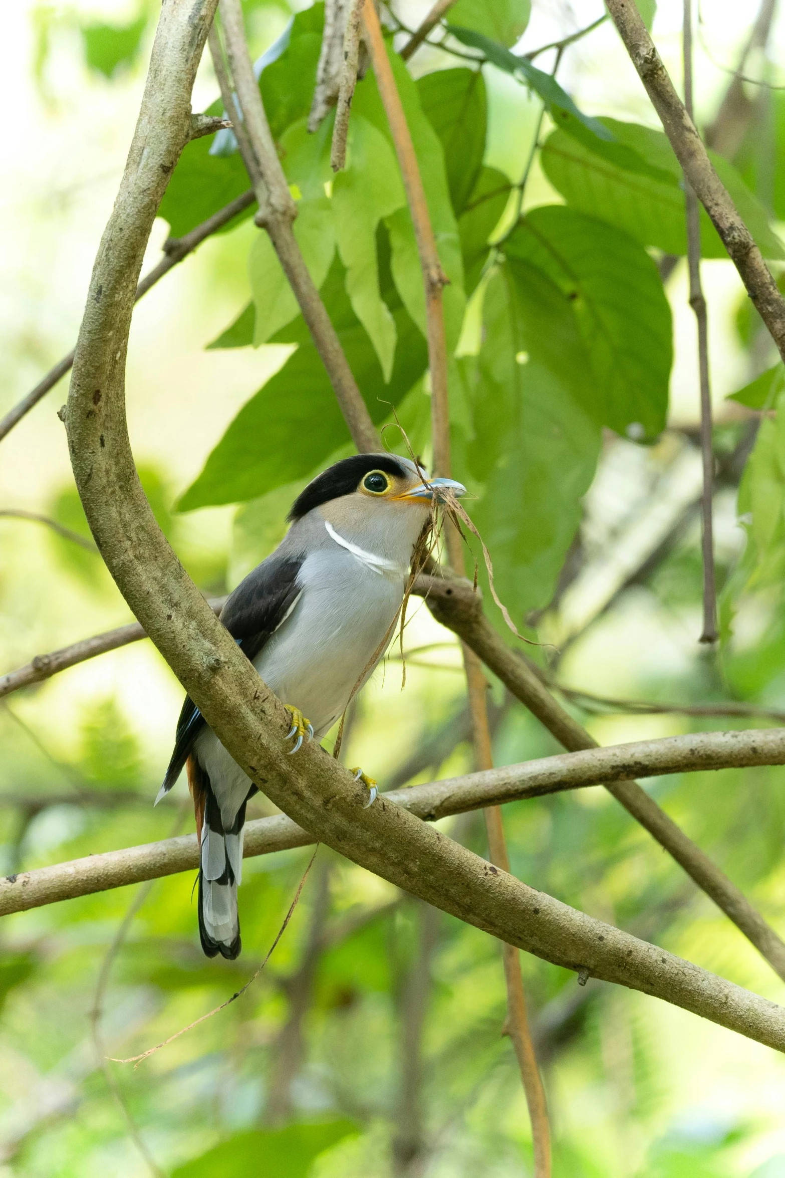 a bird is sitting in a tree and eating food