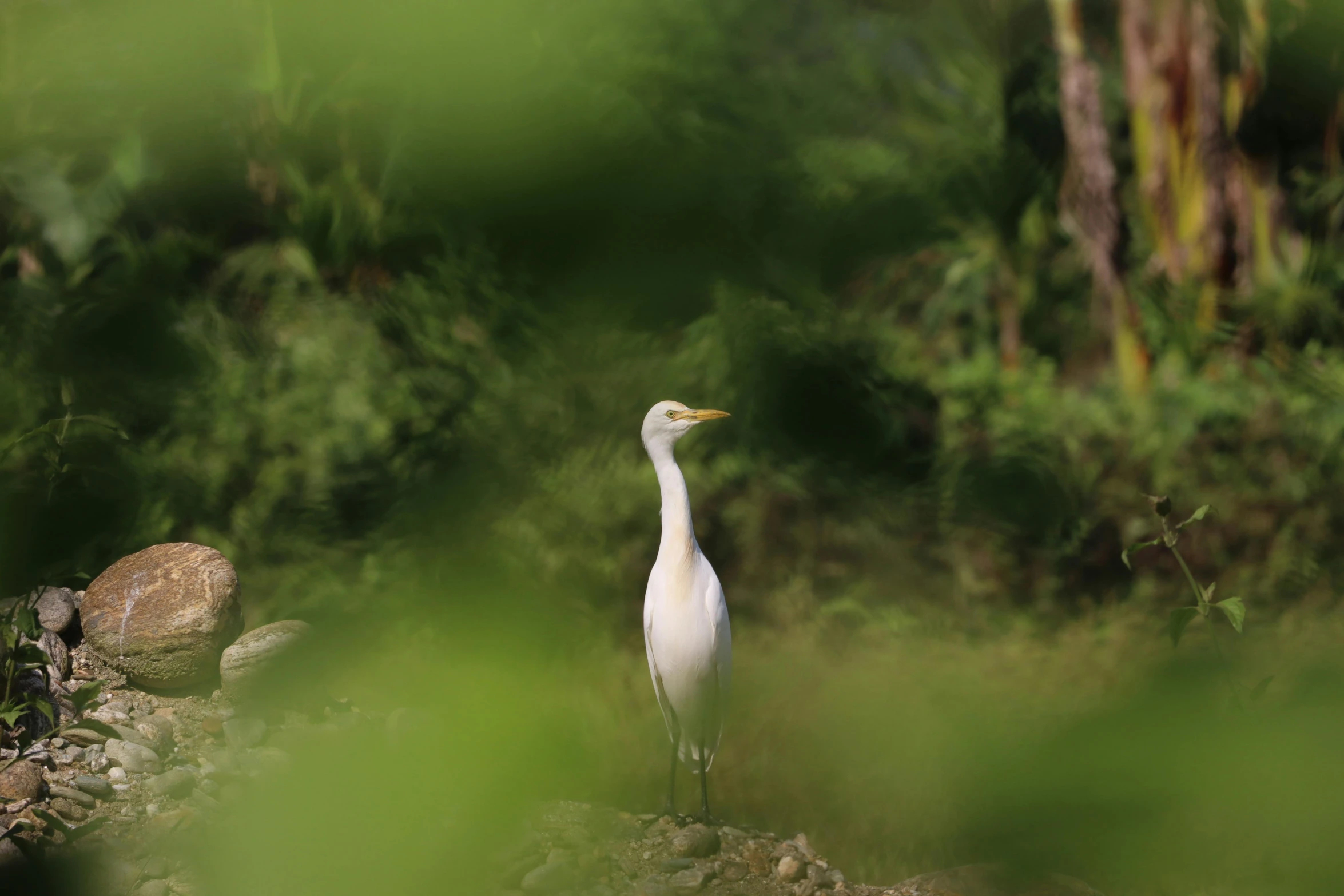 there is a bird that is sitting in the woods