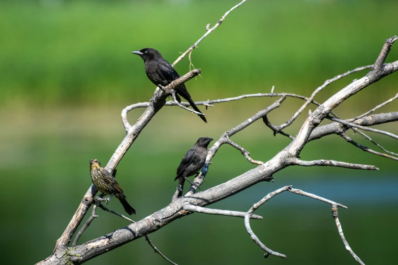 three black birds sit on a tree nch