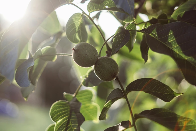 leaves and nches are growing next to the sun