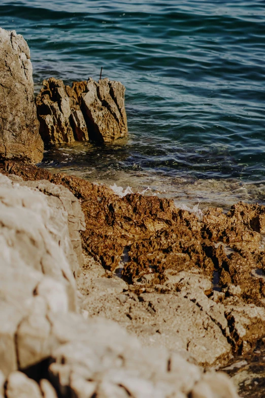 seagull in shallow water beside a rock face