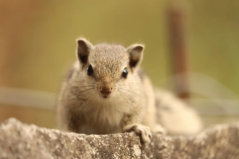 a small rodent looking at the camera with its front legs on the ground