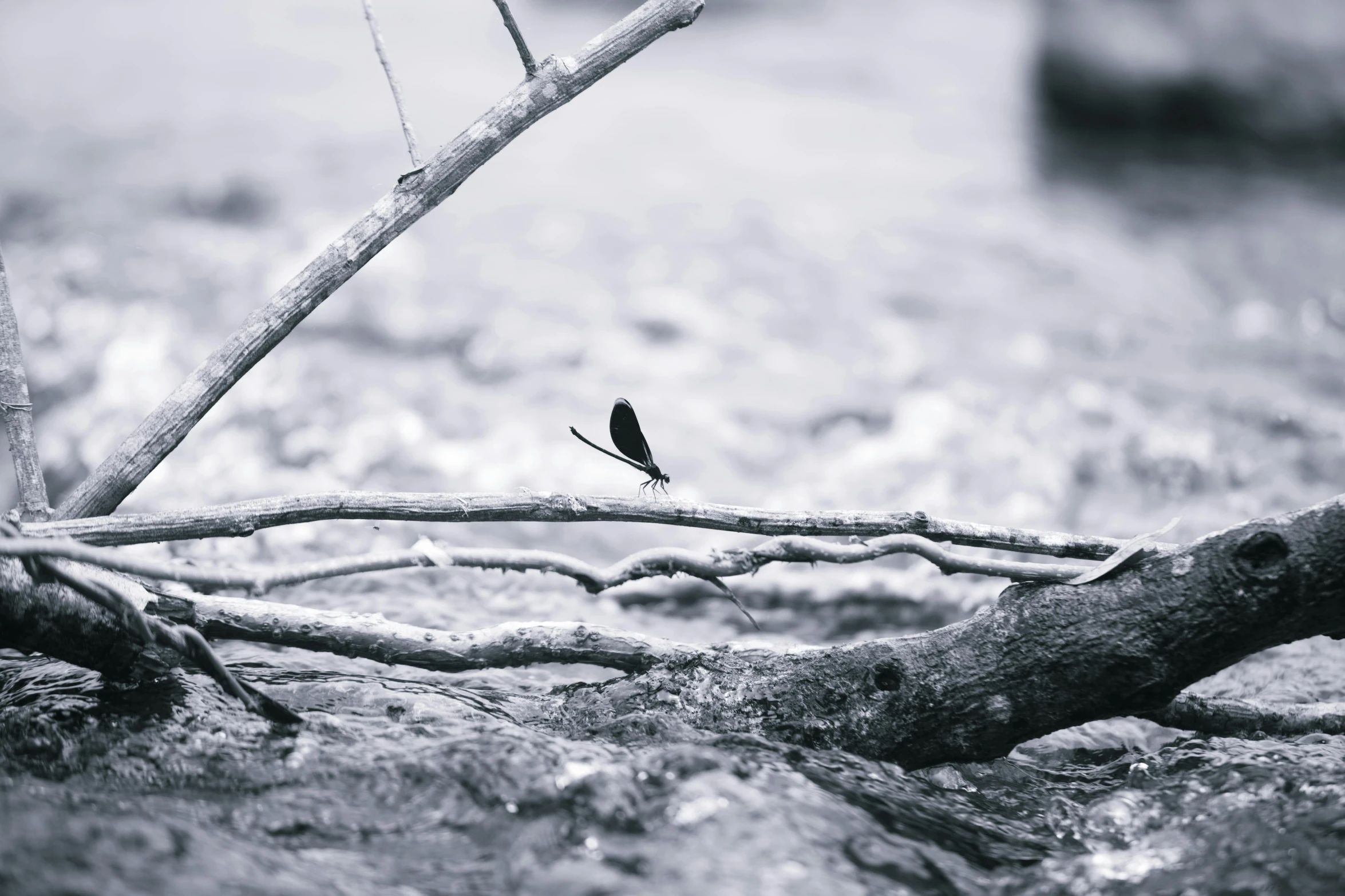 a black and white image of a bird on a nch