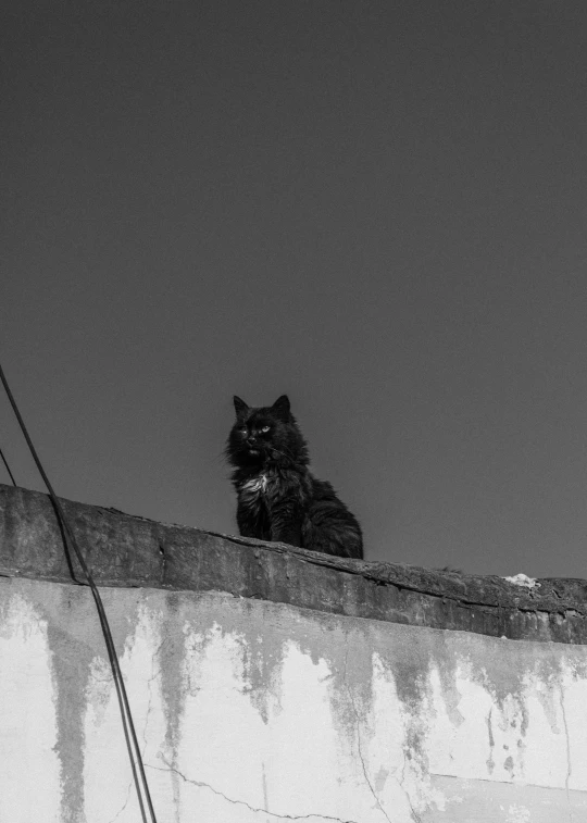 a black cat is sitting on top of a ledge