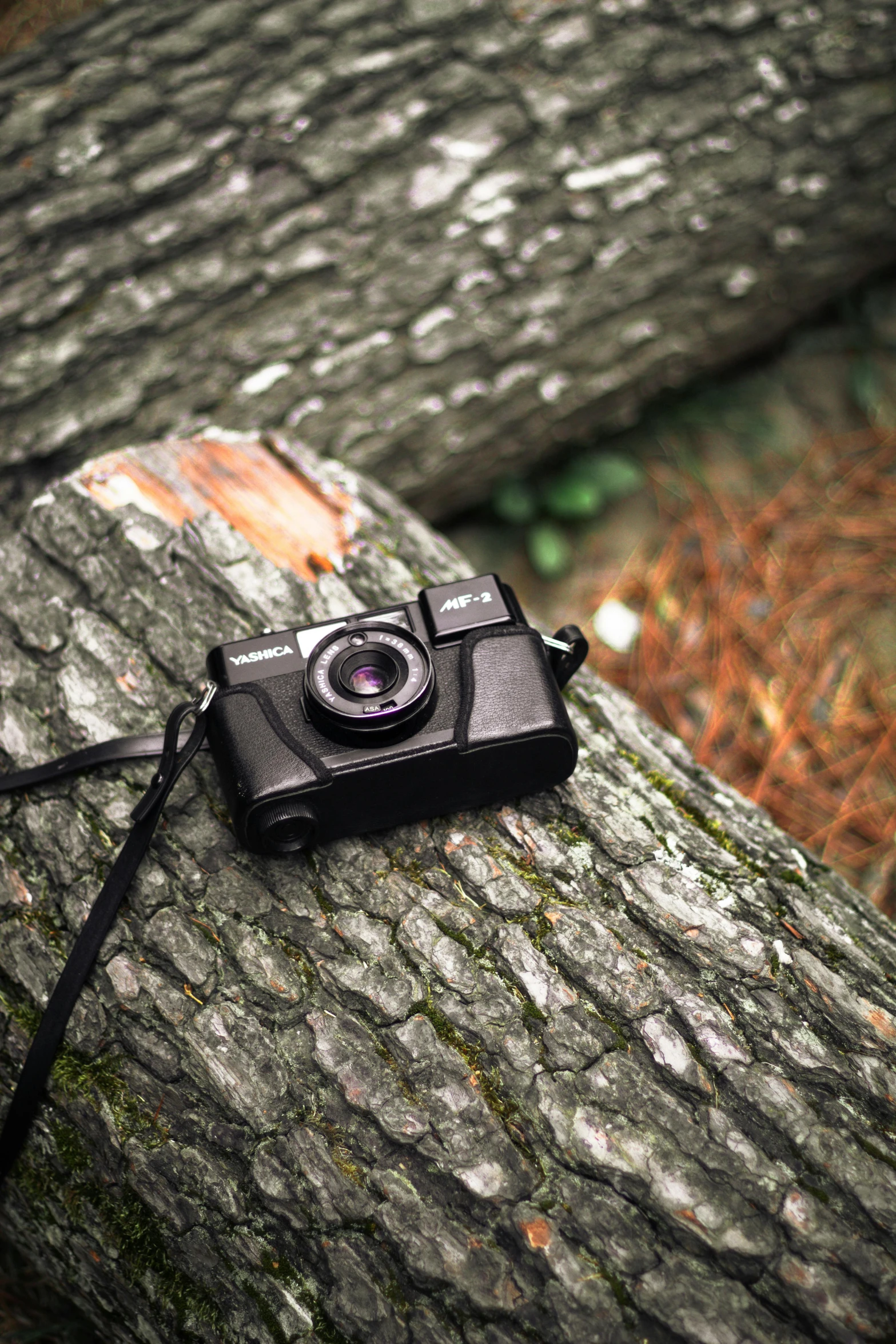 a camera attached to a tree trunk