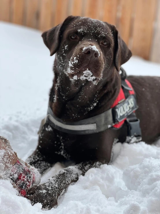 the black dog is enjoying playing in the snow