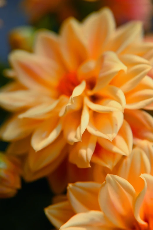 an orange flower with yellow petals in a vase