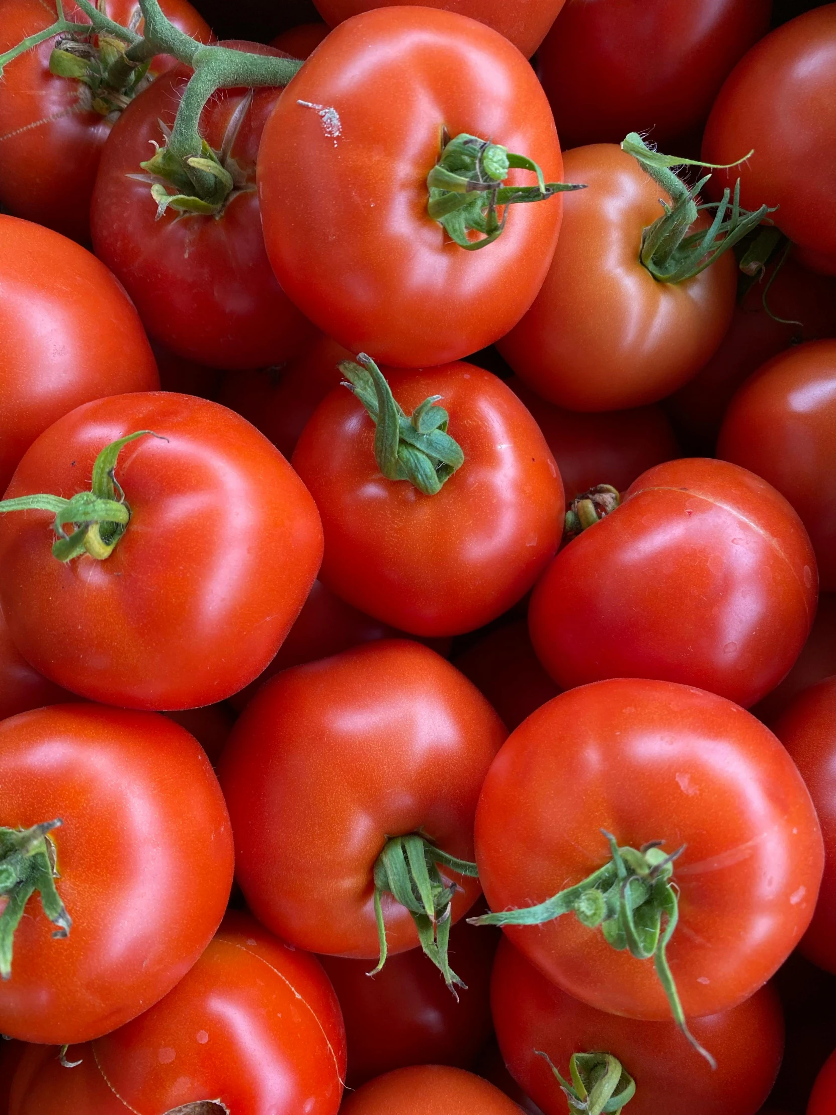 several red tomatoes have been gathered in a pile