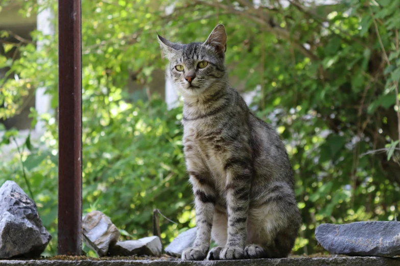 cat sitting on a wall looking away from camera