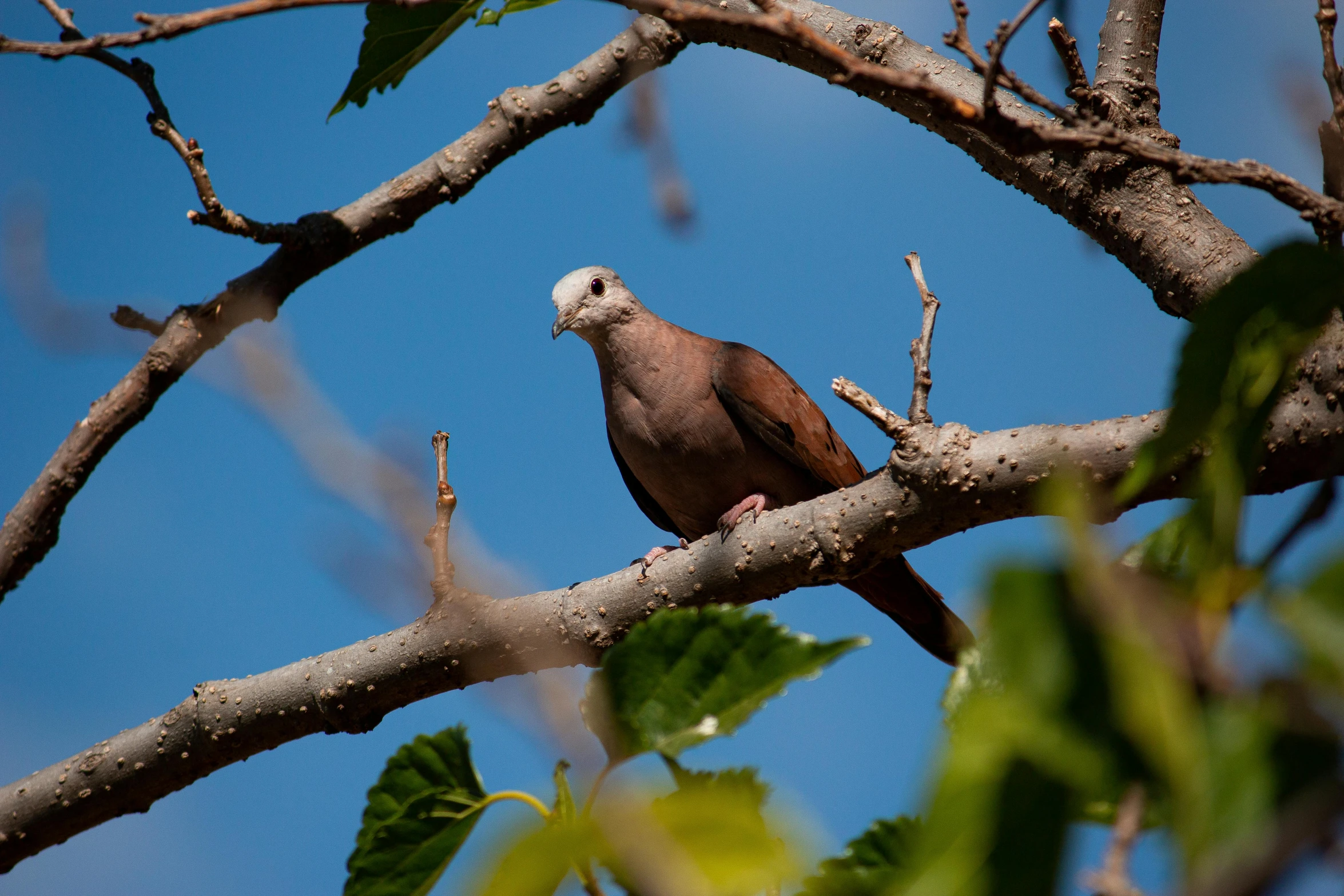 an image of a brown bird sitting on a tree nch
